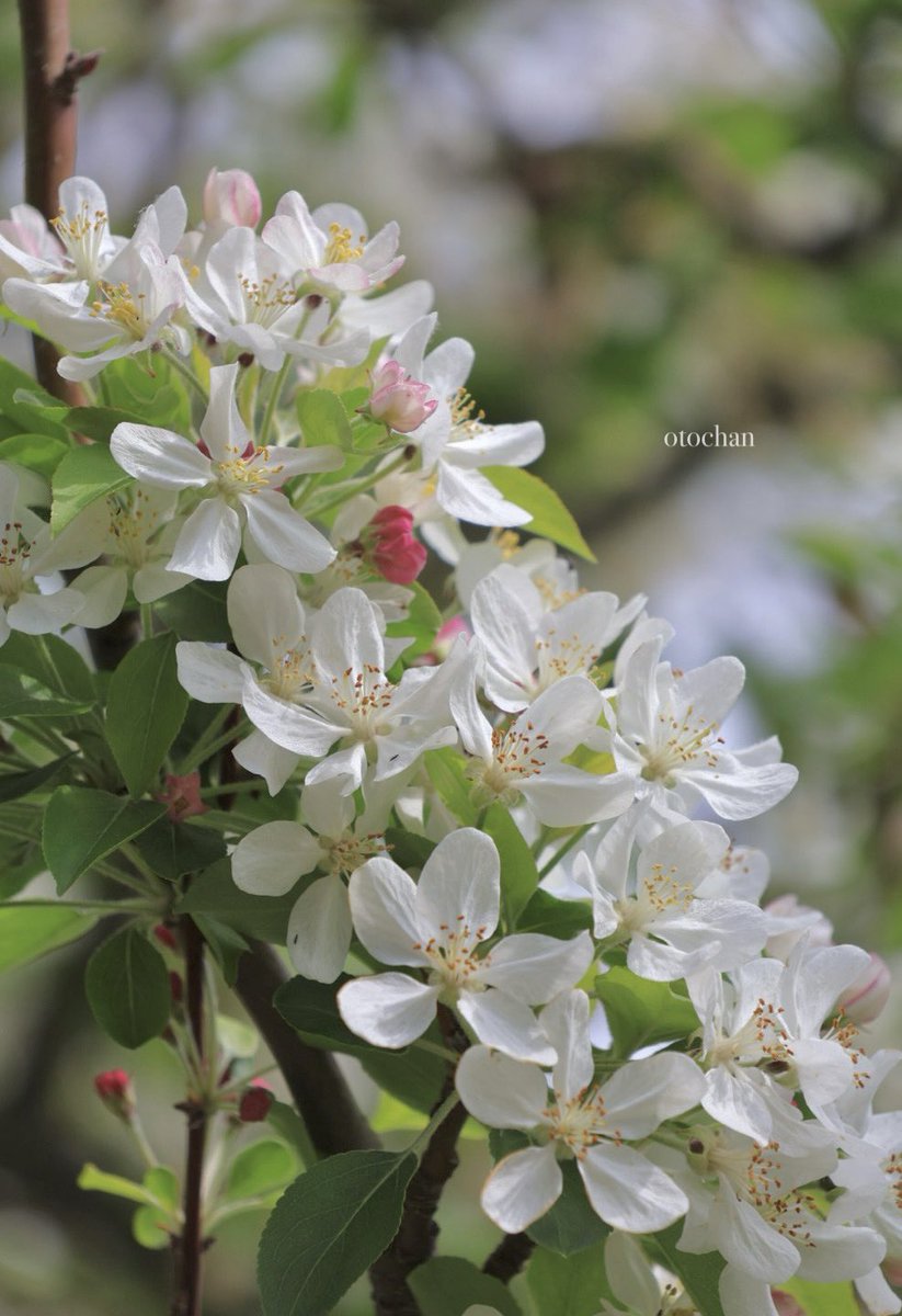 おはようございます⛅️

つぼみはりんご色🍎
姫りんごの花🤍❁⃘*.ﾟ

雨上がり肌寒い朝です
今日も良い一日を🍀*゜

 #TLを花でいっぱいにしよう