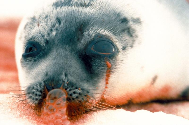 HarpSealsDotOrg's tweet image. 🇨🇦Sealers have now killed at least 16,187 defenseless harp seal pups🦭 who were  just born in late Feb or March. They kill these #pups for their fur (for which they get $15-$30) &amp;amp; blubber (for which they get a few  dollars more). #EndtheSealHunt4Good harpseals.org