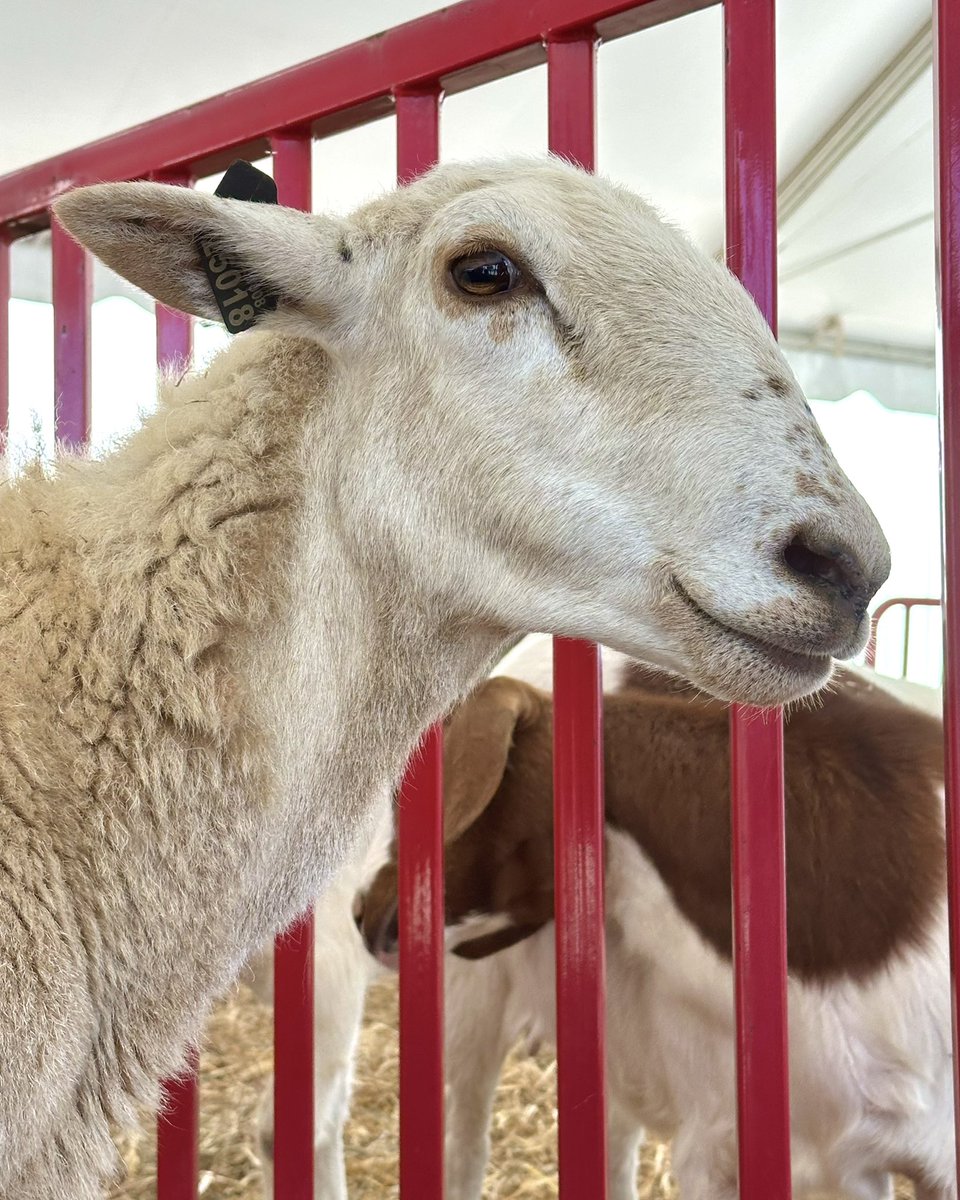 NC State College of Agriculture and Life Sciences tweet media