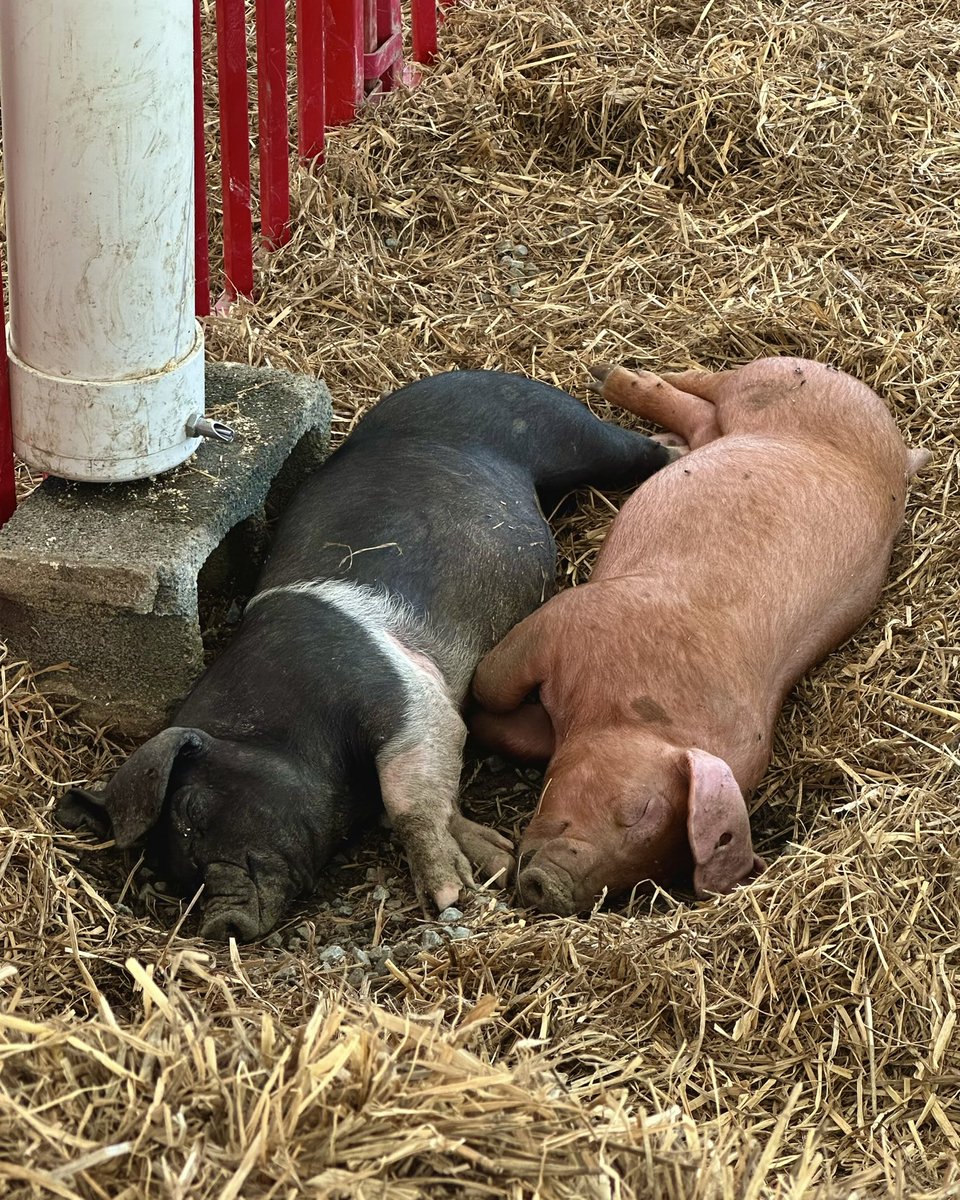 NC State College of Agriculture and Life Sciences tweet media