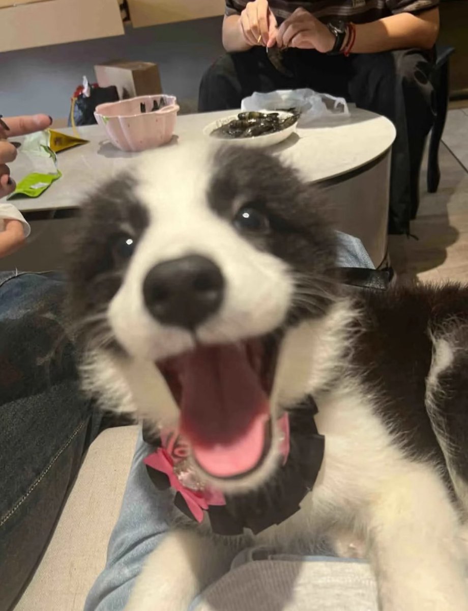 Lex 🐶 tweet media