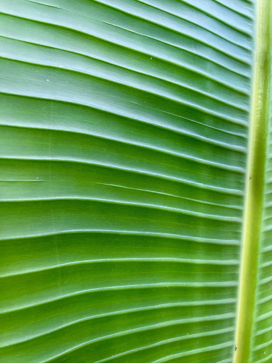 marieparr's tweet image. Today we are putting a spotlight on the color GREEN.

Share away my friends!

#Green #nature #wildlife #photographychallenge