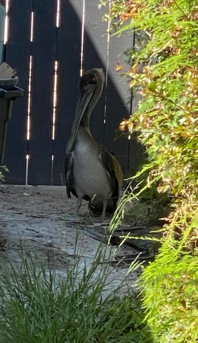 MSJsexy's tweet photo. Help. What agency can come get his pelican out of my driveway? 
#pelican @LACityPets #bird https://t.co/HCbimvKD0E