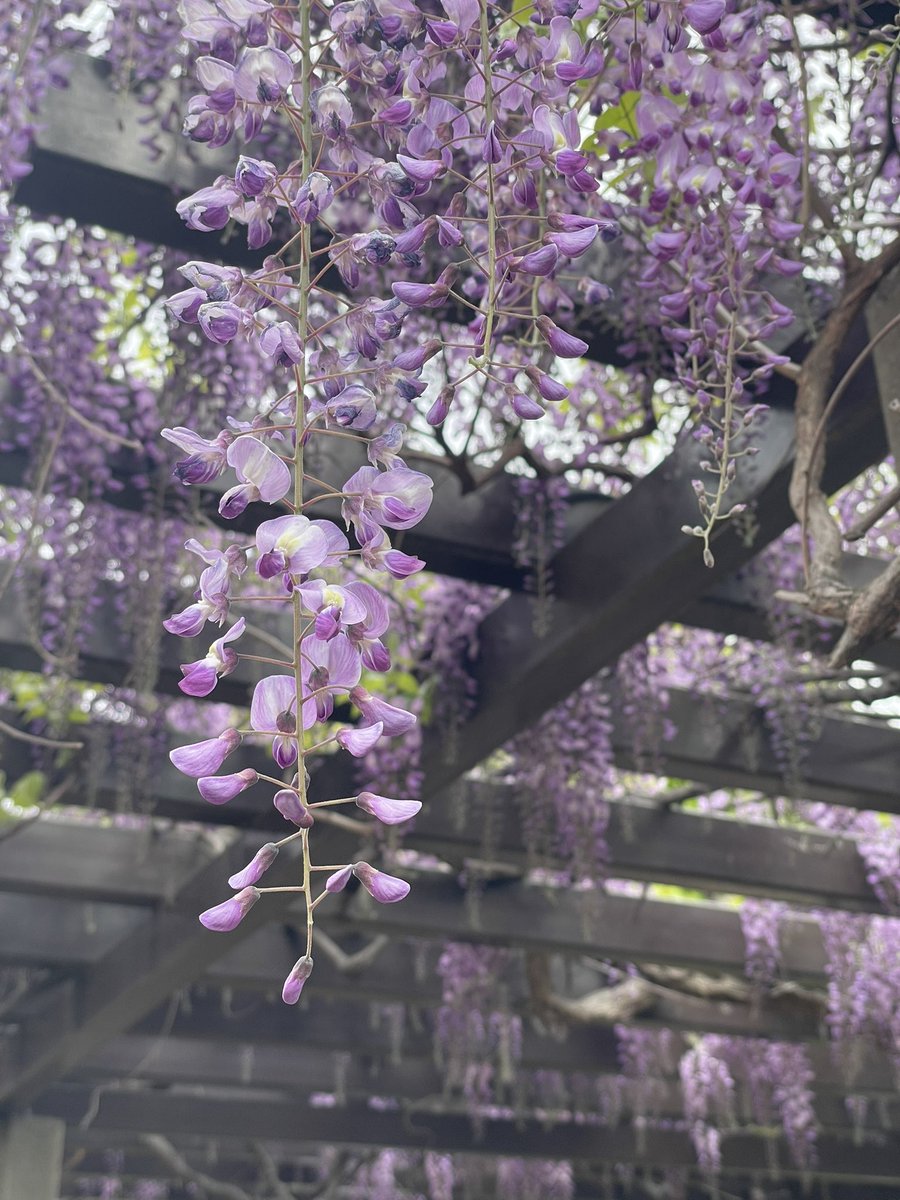 ヨコメガ（旧名メガネキャンプ） tweet media