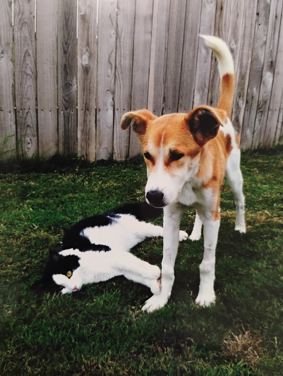 Jeremy - Bubba Dog & Cocoa tweet media