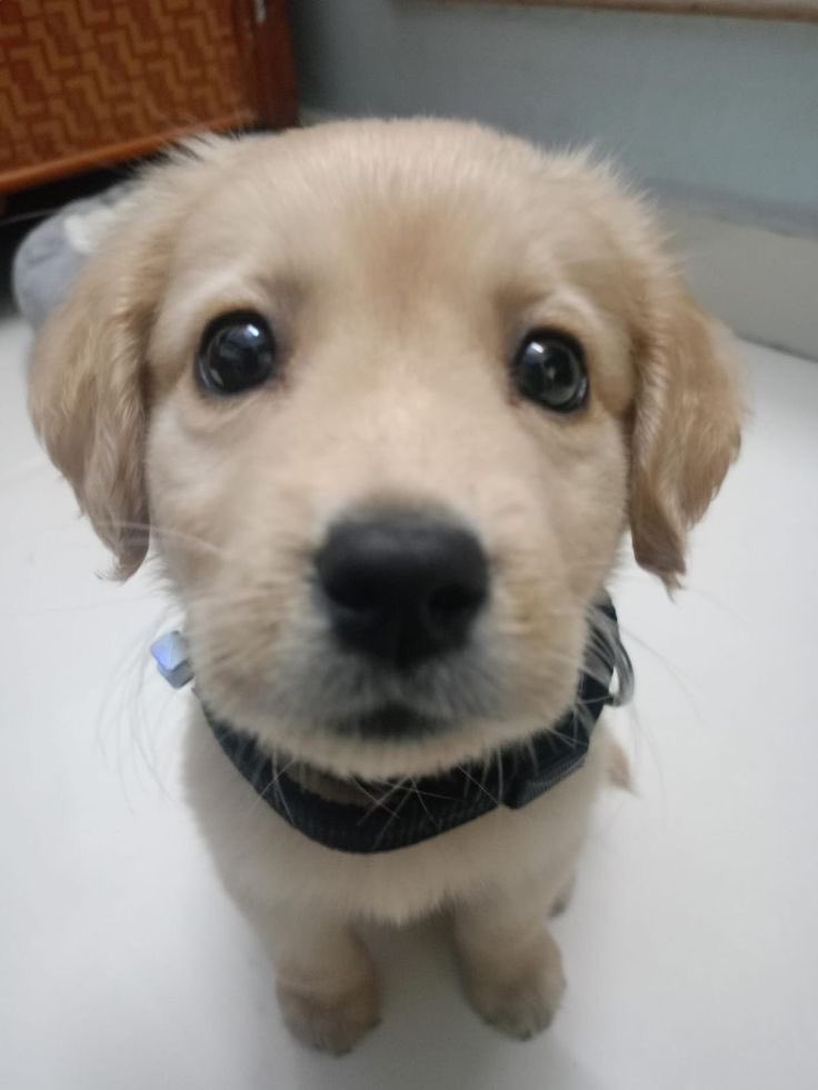 SiliGremlin tweet media