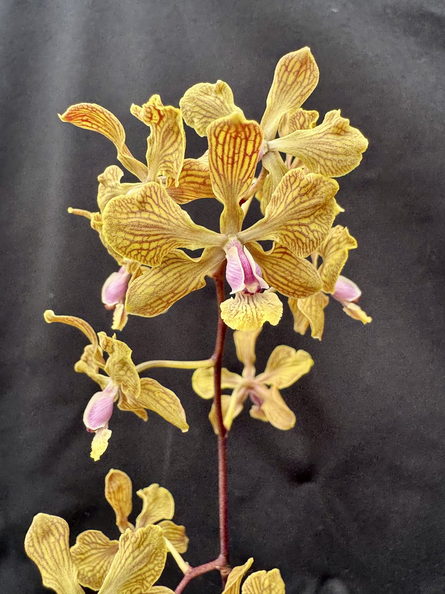 ベラビスタ tweet media