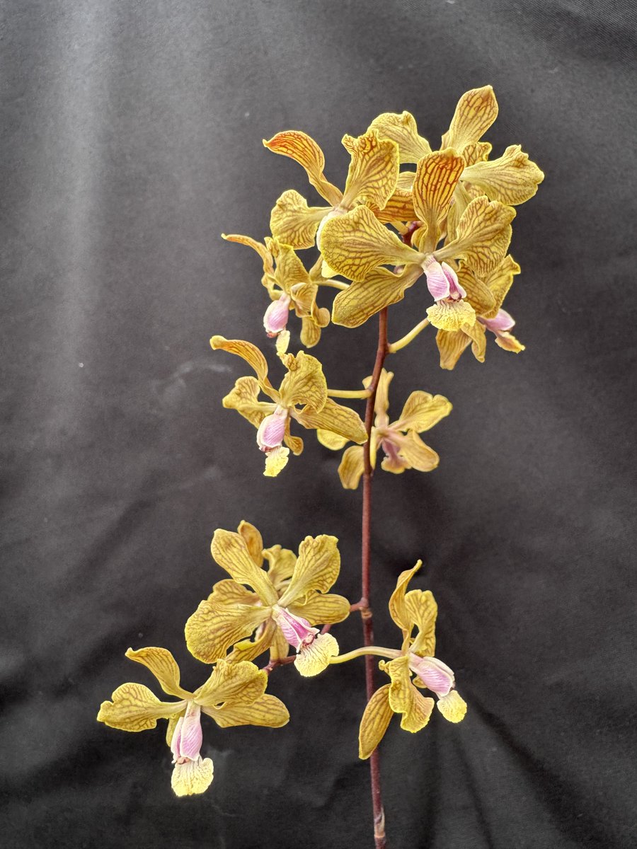 ベラビスタ tweet media