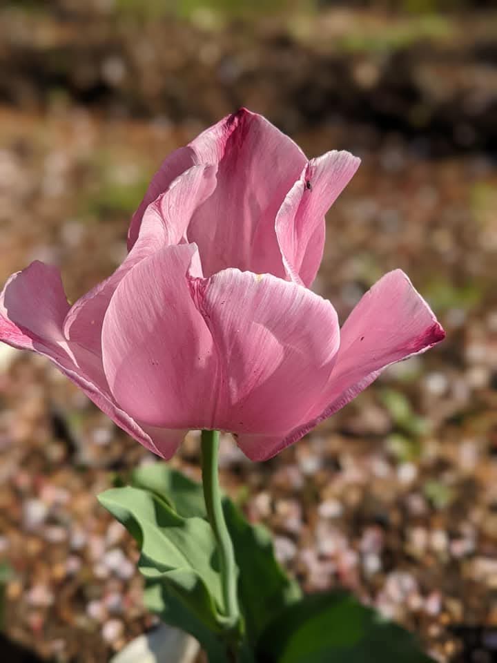 官兵衛君パパ tweet media