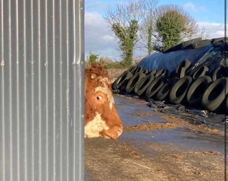 𝖈𝖍𝖆𝖇𝖆𝖟𝖎𝖙𝖊 tweet media