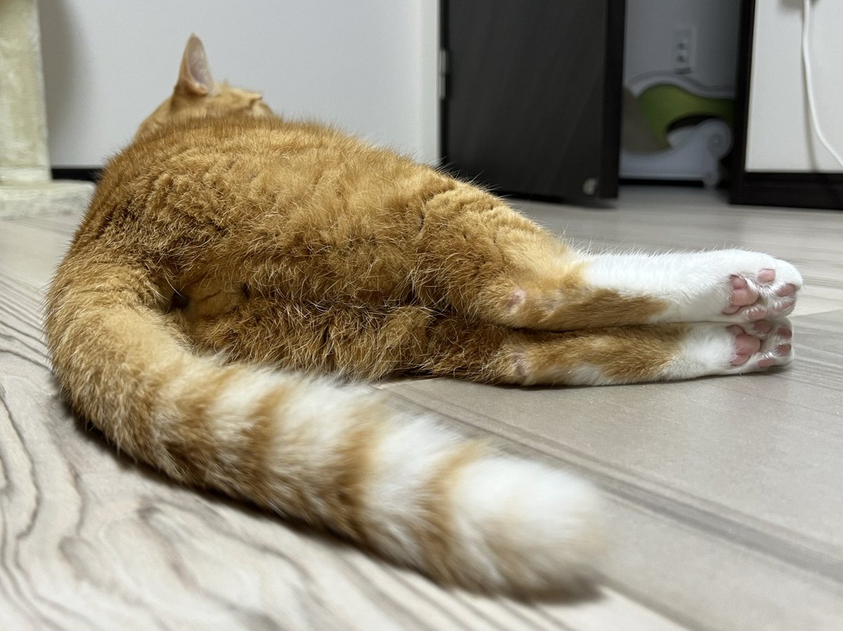 クウとカイ tweet media