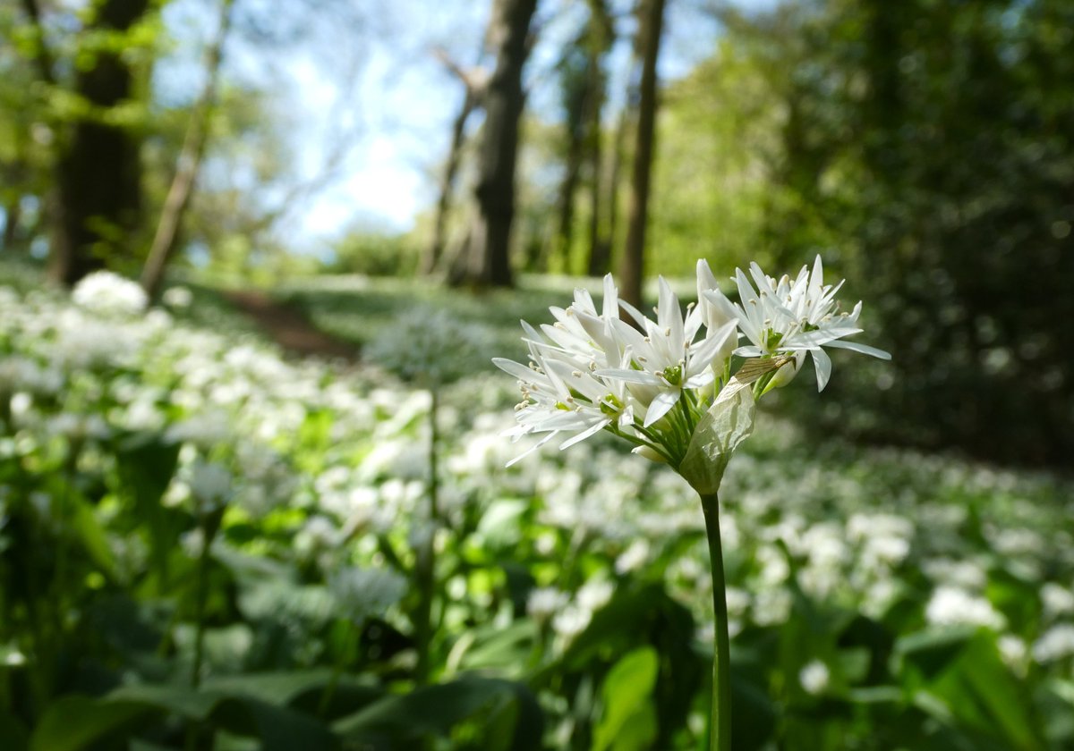 beatricegroves1's tweet image. A snowfall of wild garlic has transformed these woods into a breath-taking wonderland🤍
These beautiful starry flowers, also known as ramsons, are an ancient woodland indicator🤍