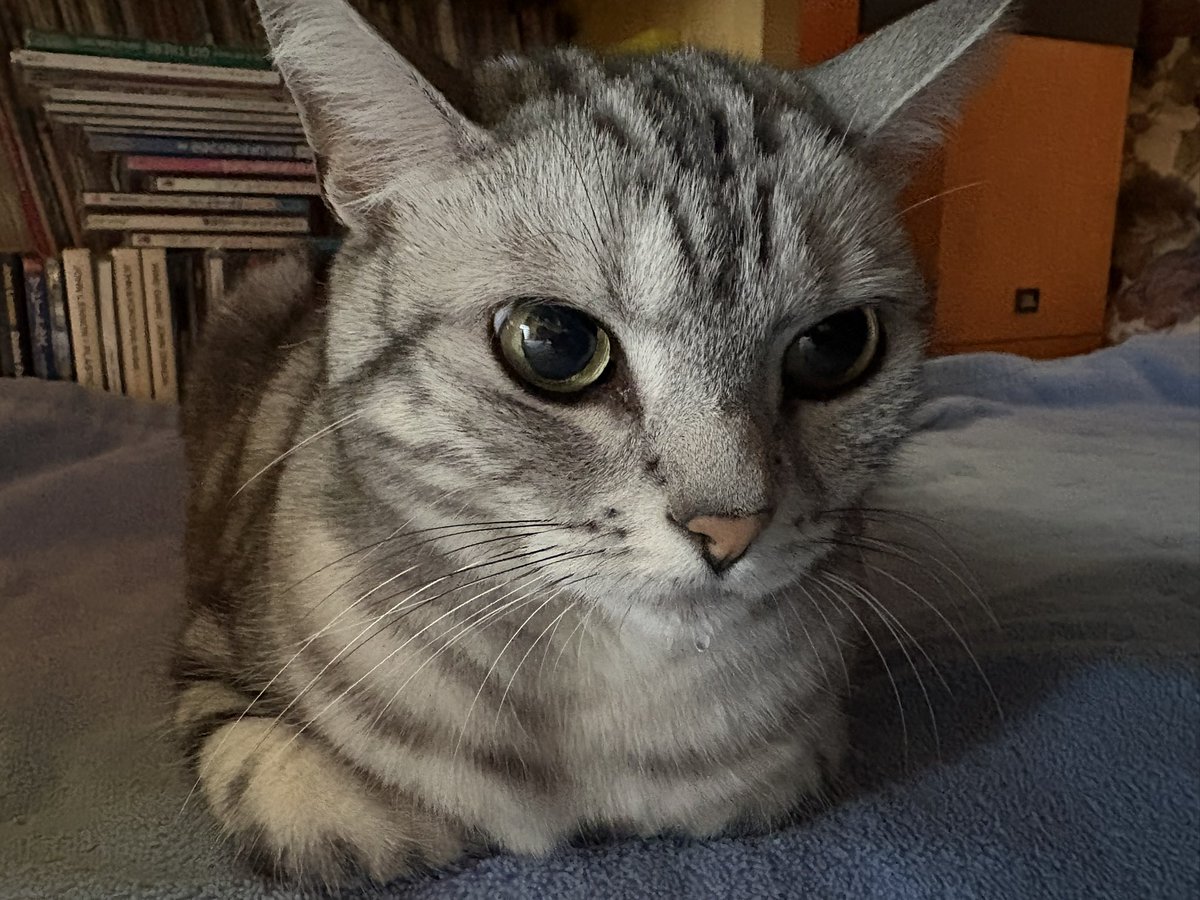 任天堂にポケモンのデータを破壊された鬱病 tweet media