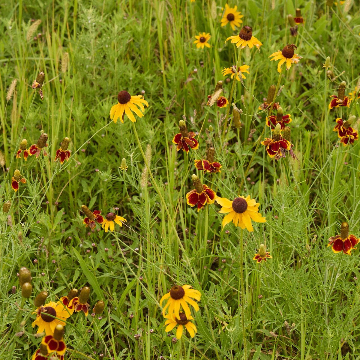 The Nature Conservancy in Texas tweet media