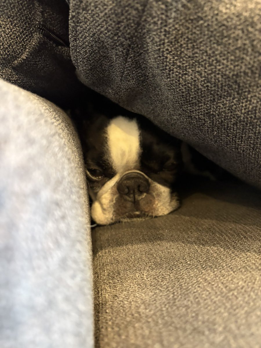 ちーず tweet media