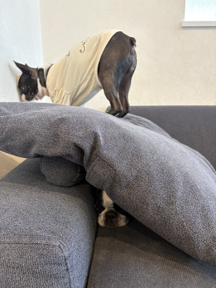 ちーず tweet media