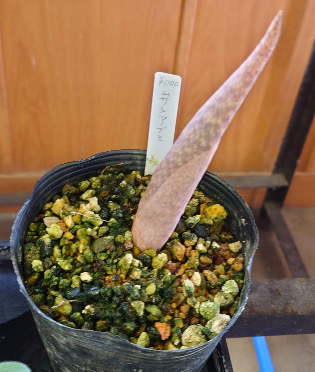 ねっこ(っ ॑꒳ ॑c)₺ƾ tweet media