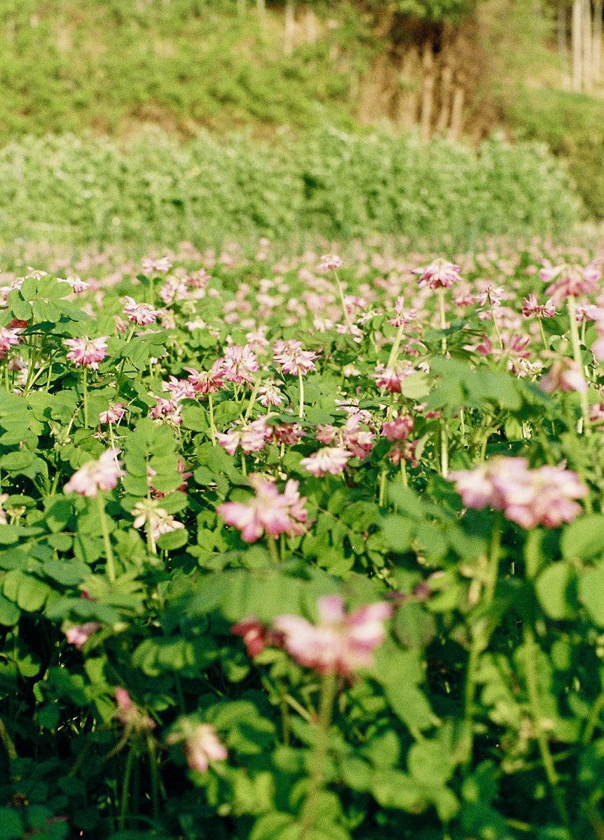 kanbai_banjo's tweet image. Friday morning 
写真は今日ではありませんが

April 16, 2026
OLYMPUS-PEN FT, G.Zuiko Auto-S 40mm F1.4, FUJIFILM200
#日常生活写真 #olympuspenft40mmf14 #filmcamera #八百富フィルム現像所 #たんぽぽ