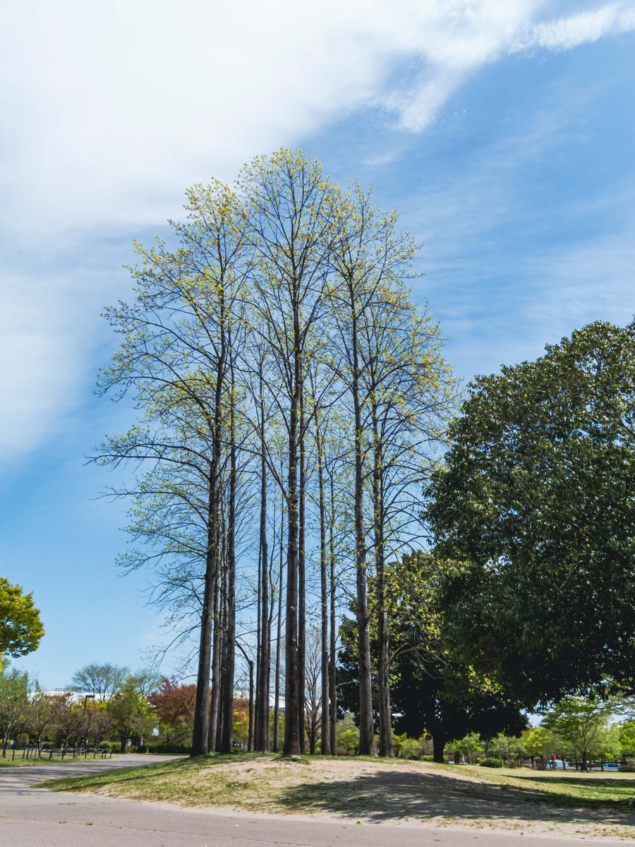 空乃Mikan tweet media