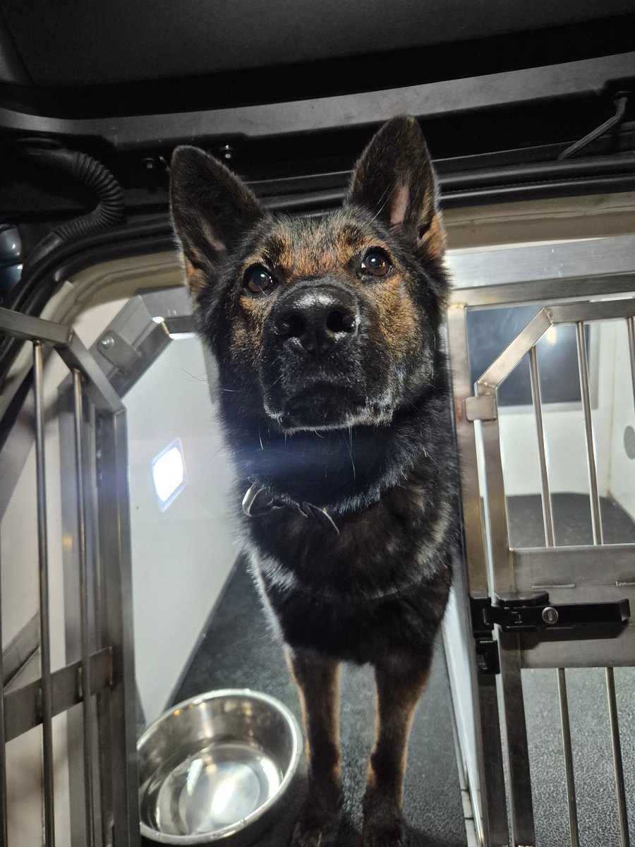 Staffs Dogs & ARV tweet media