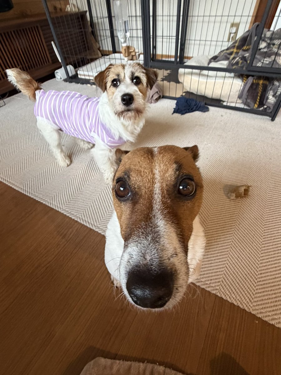 yaaata0517's tweet image. 避妊手術後2日目の朝
キラちゃん🐶🌟
かなり元気になりました！
ヤータ🐶兄ちゃんはマイペースでキラちゃんを相手してくれてます🥰🥰🥰
#ジャックラッセルテリア #避妊手術
#jackrussell #jrt #puppy