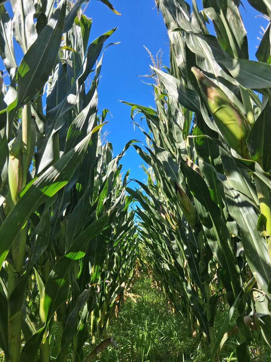 El sembrado en navidad