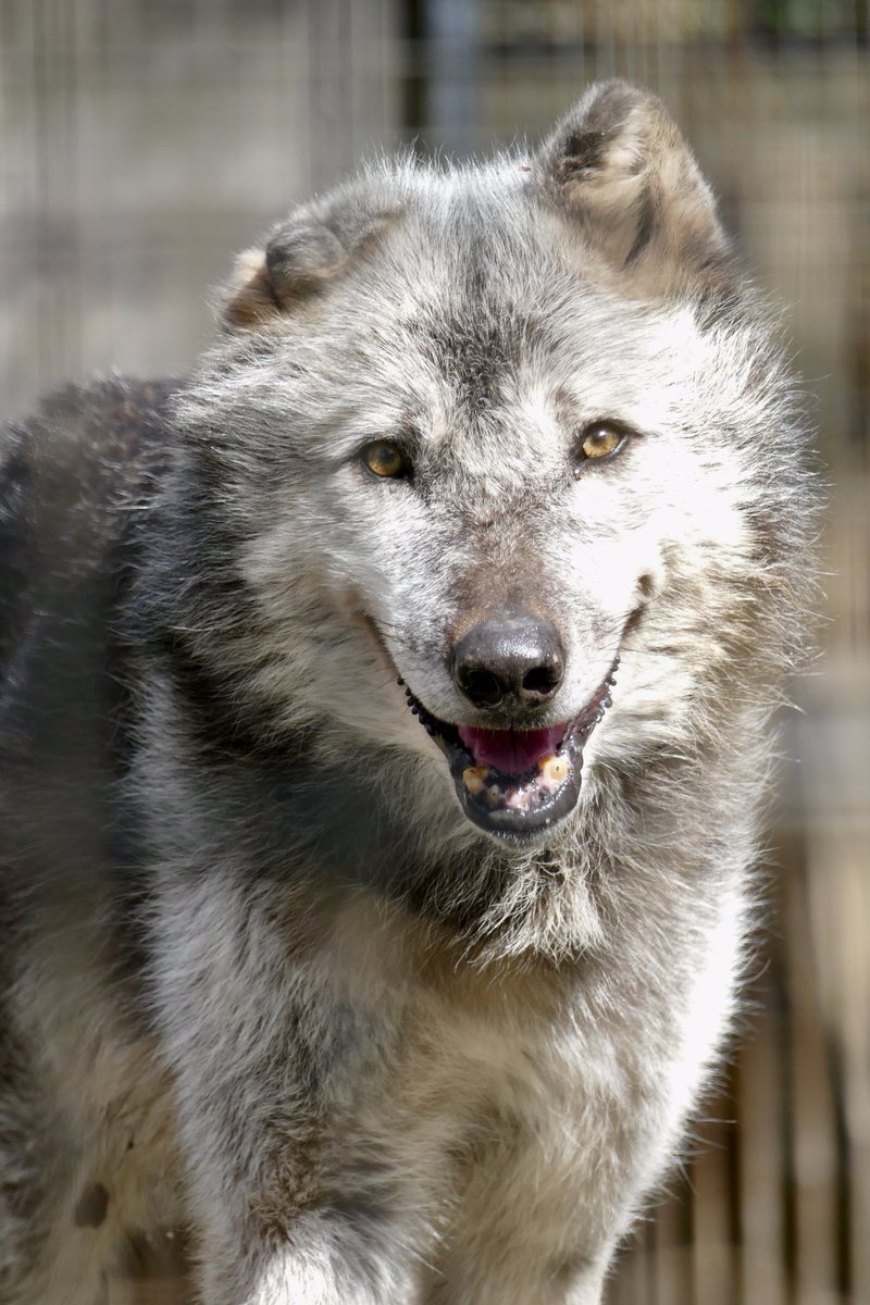 レムルゥ tweet media