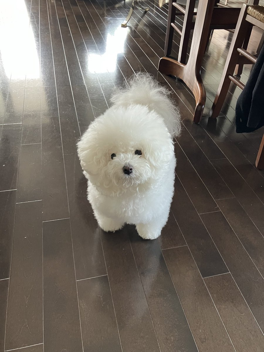 白く、柔らかな犬 tweet media