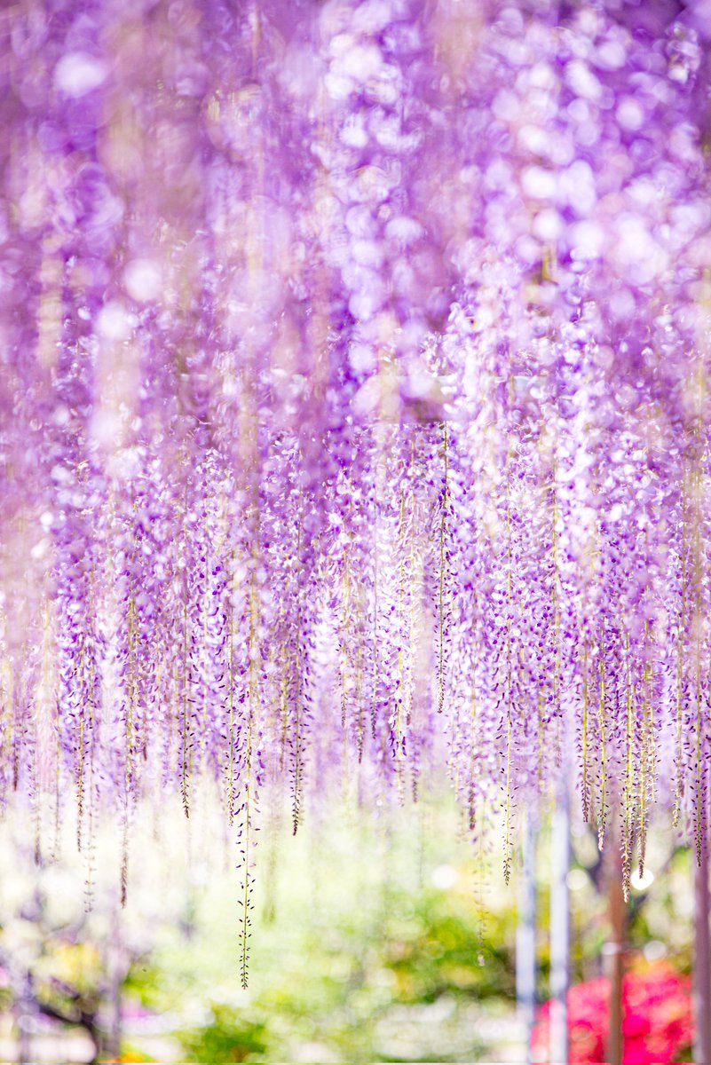 ハスカップ07 tweet media