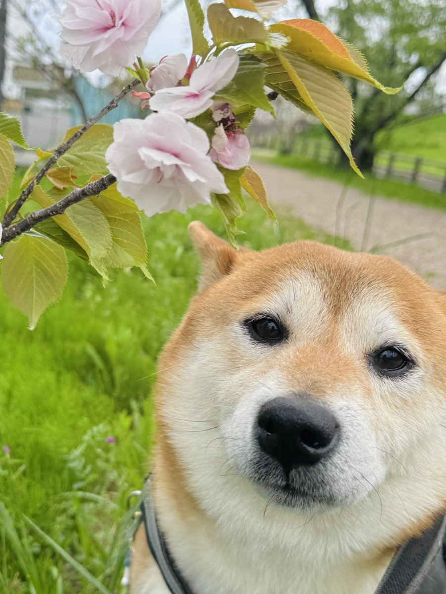 きむよしと柴犬はる tweet media