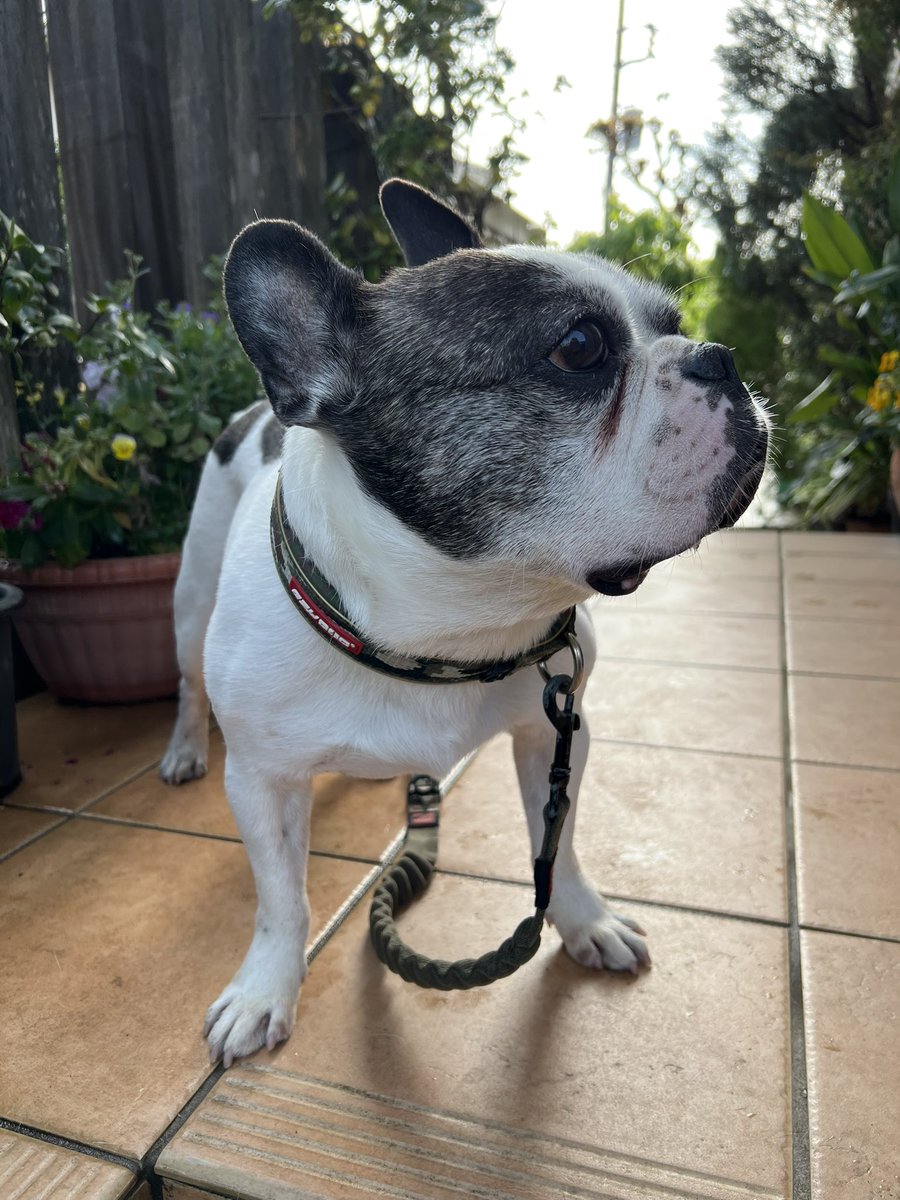 frenchbulldog36 tweet media