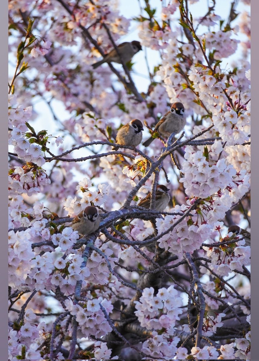 hanamaru tweet media