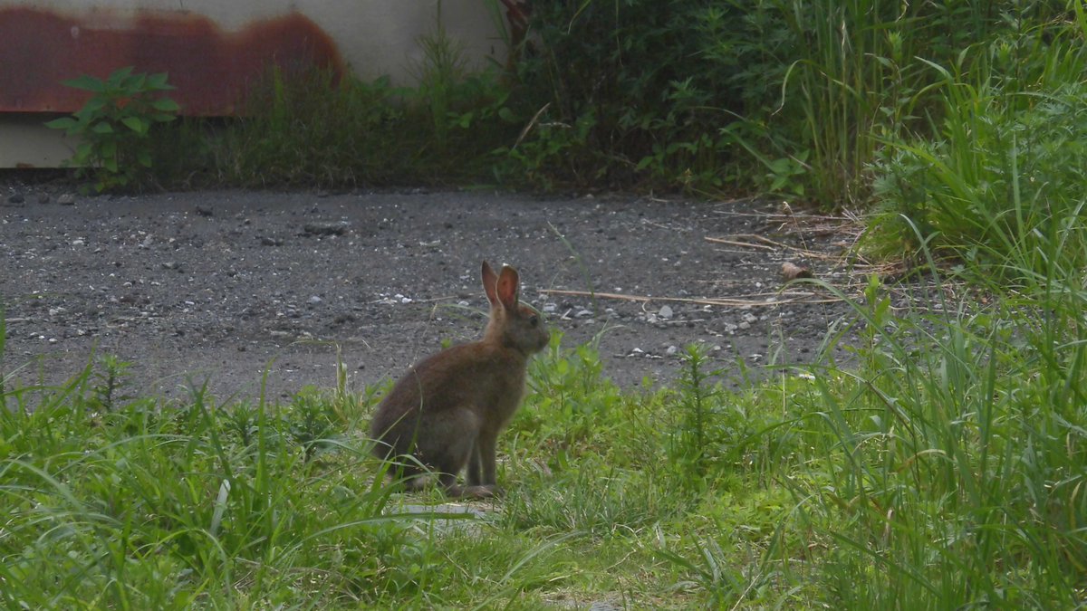 SkylineAshinoko's tweet photo. 箱根の道路は　早朝や夕方から夜に動物が飛び出すことがあります。
急ブレーキ・急ハンドルでコースアウト　衝突にならない様　安全運転をお願い致します。
ｍｈ　＃芦ノ湖　＃箱根　＃動物 https://t.co/Q5I8Pi0BSw