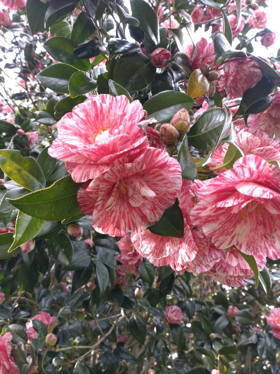 満開の椿！
家の庭は春爛漫です！
#シェア天
#空ネット
#ふくいま
#花のある暮らし