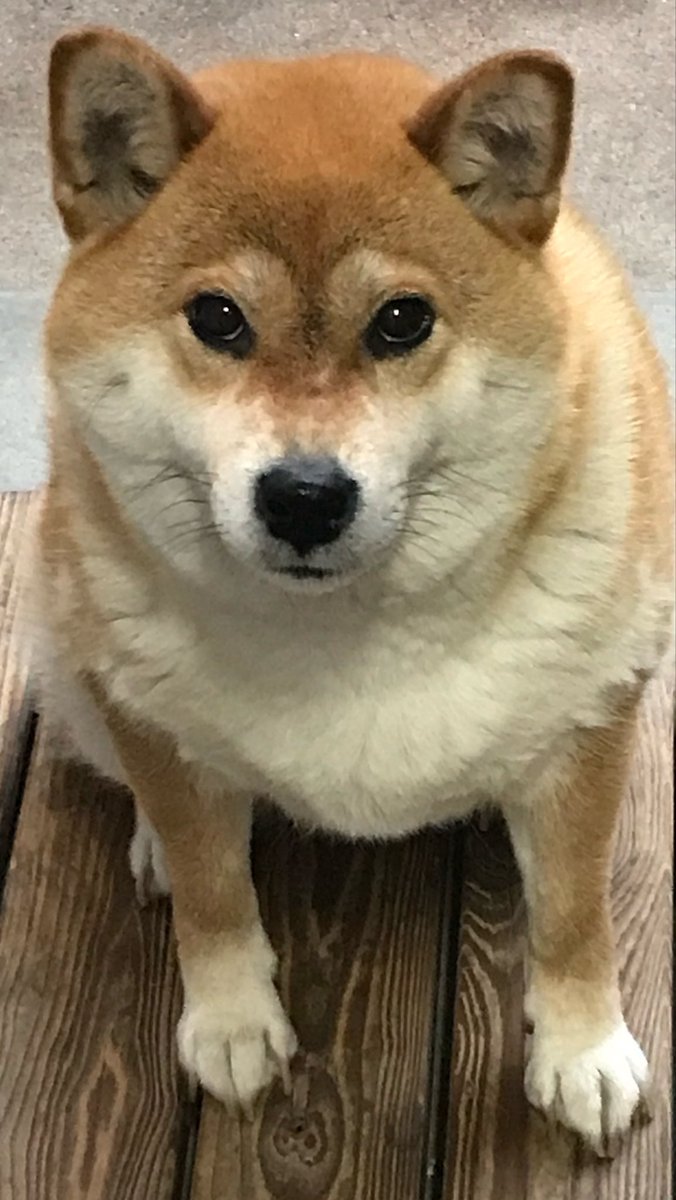 【公文式】野生のポメラニアン　カナちんwith進次郎 tweet media