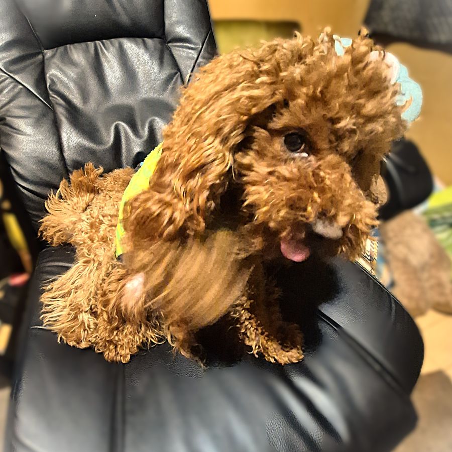 Rockin' & Rustin & Rufan Ririn tweet media