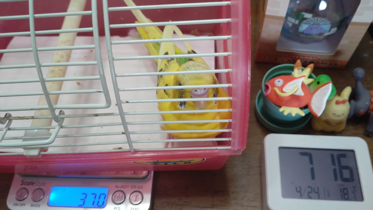 今日の鳥どもの体重、もつ38.7g、ゆず37.0g