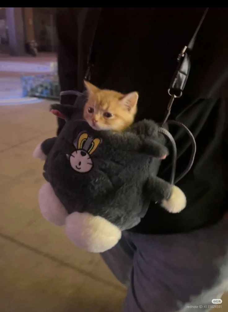 smol silly cat tweet media