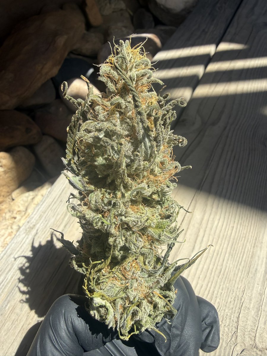 Susumu Kodai tweet media