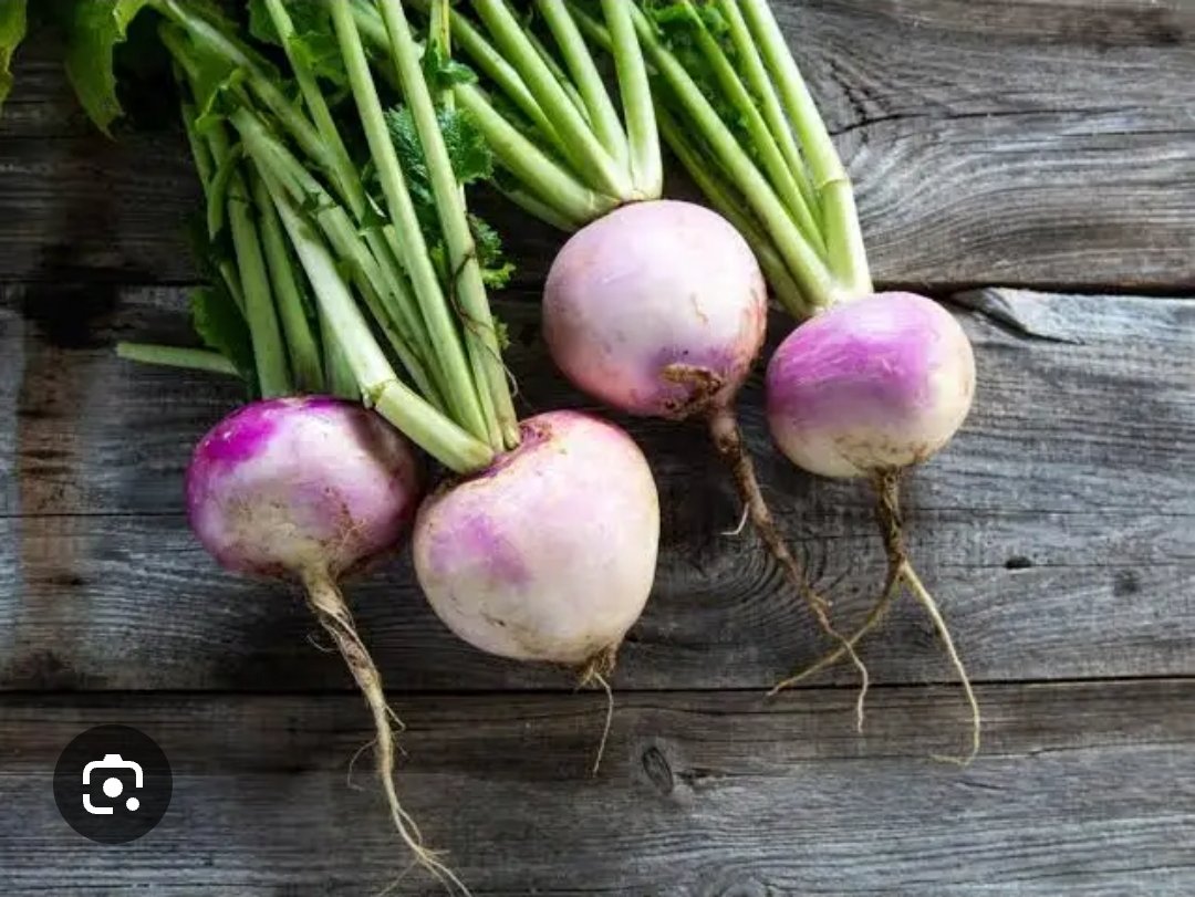 theworldiscrap7's tweet photo. @LaurieMetcalf5 @Matt_Pinner No,   this is a turnip.  The other picture is a swede https://t.co/rUyWuIH2Cz