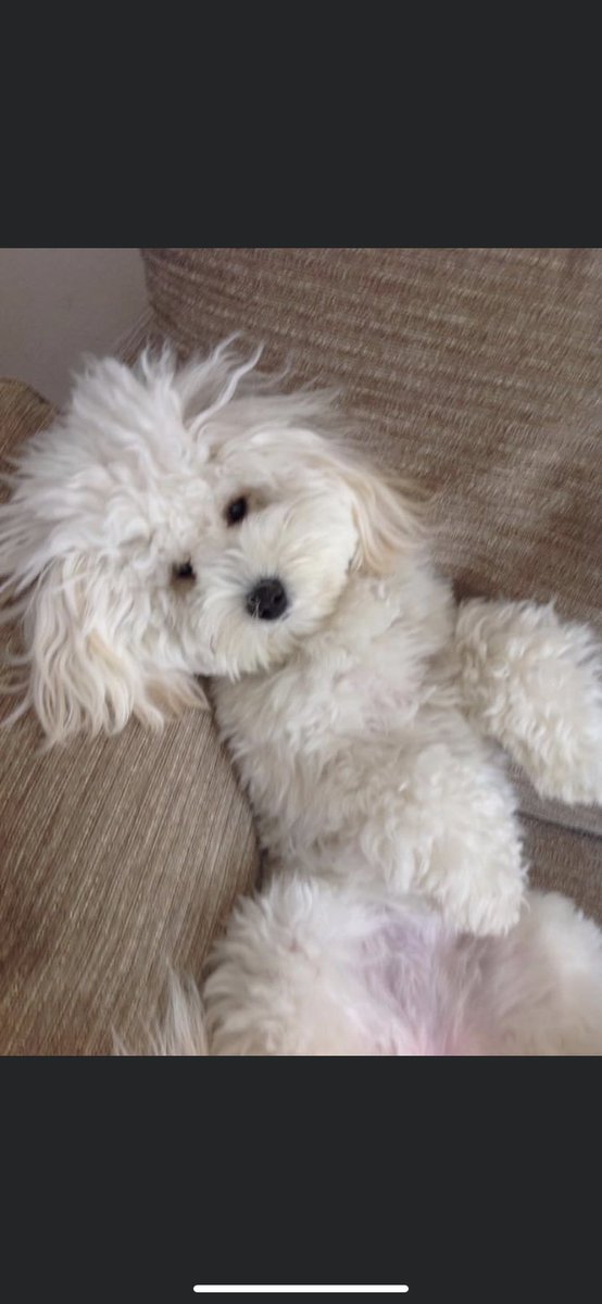 OriginalSmurfo's tweet photo. @JaneFallon Maisie sends u big sloppy kisses xxxx https://t.co/inB88wind2