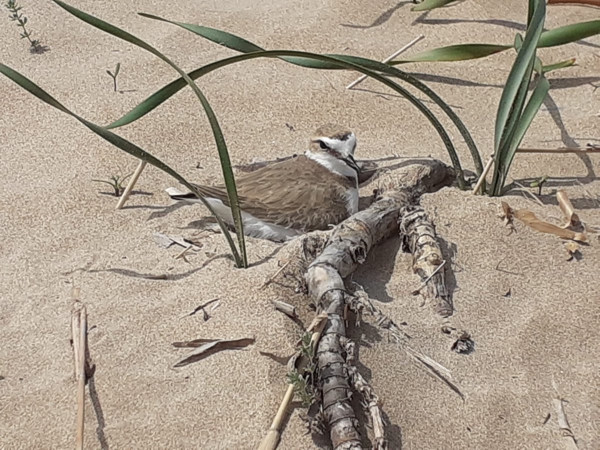 AGENTES APAMCV tweet media