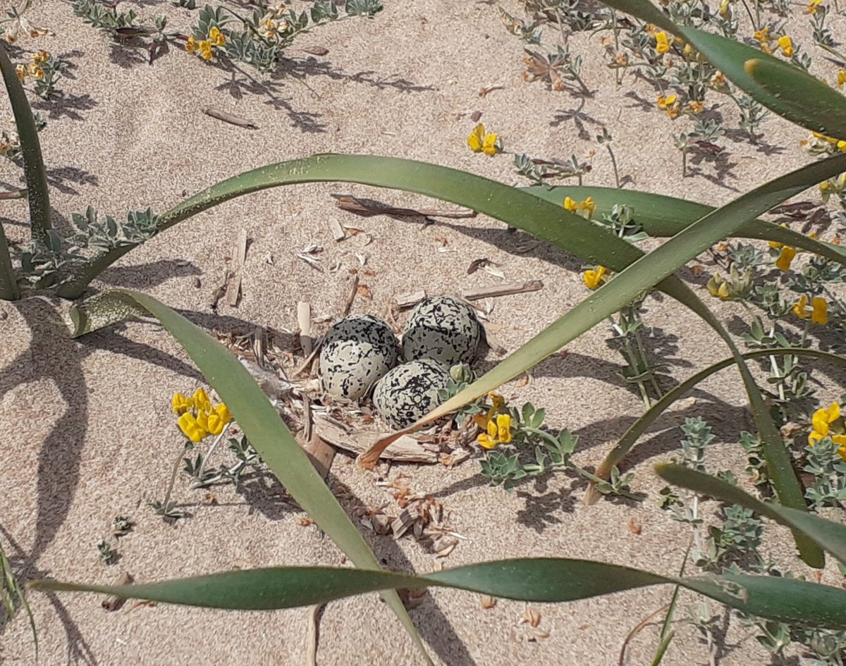 AGENTES APAMCV tweet media