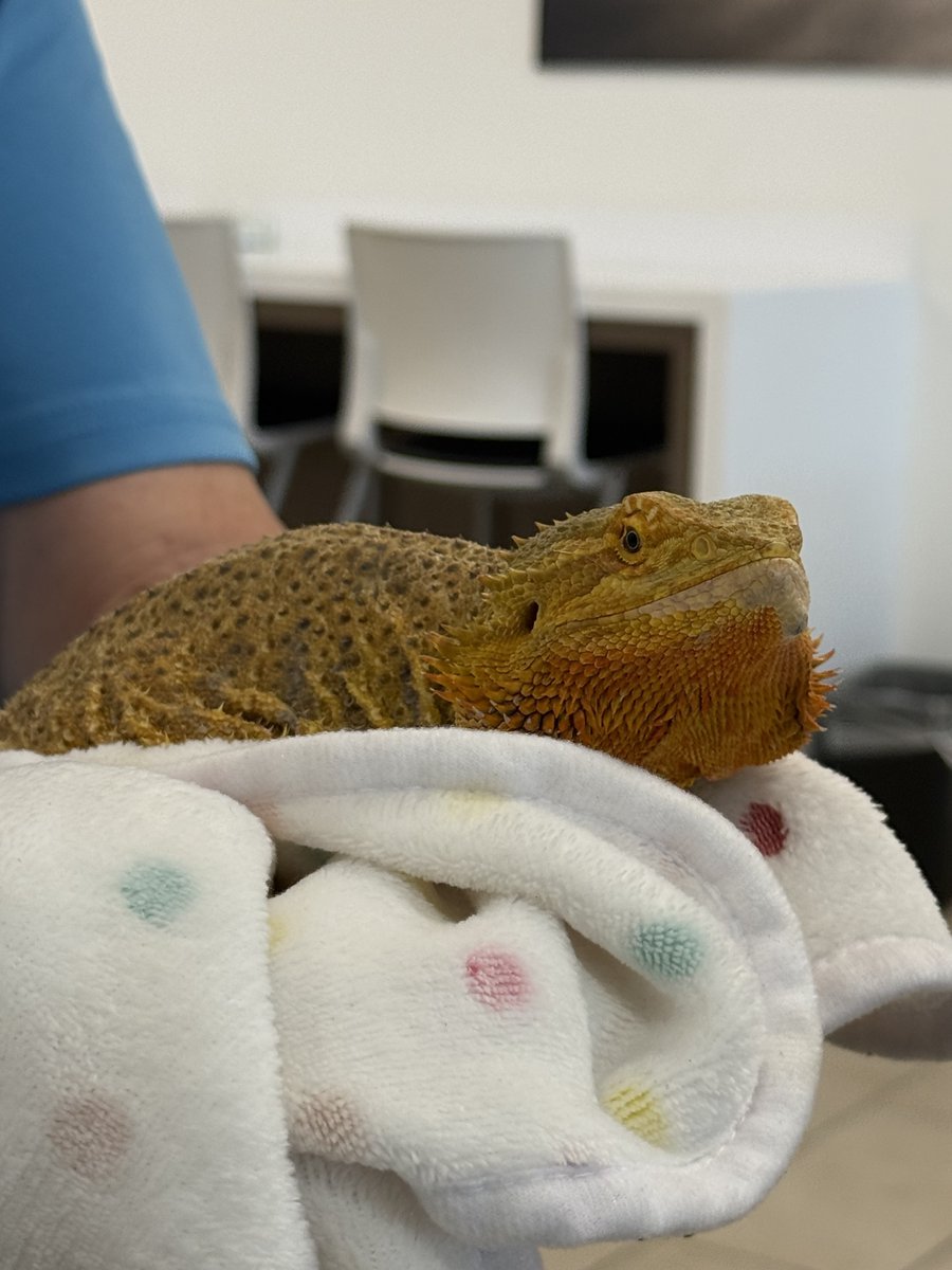 HyundaiLeander's tweet image. Meet Sunny, proof that everyone is welcome here, even the scaly VIP's!
So whether your co-pilot has paws, claws, or scales, bring them along. We love meeting your whole crew!
#Hyundai #HyundaiLeander #PetFriendly #BeardedDragon #ShowroomStars #SunnyTheDragon #AllAreWelcome