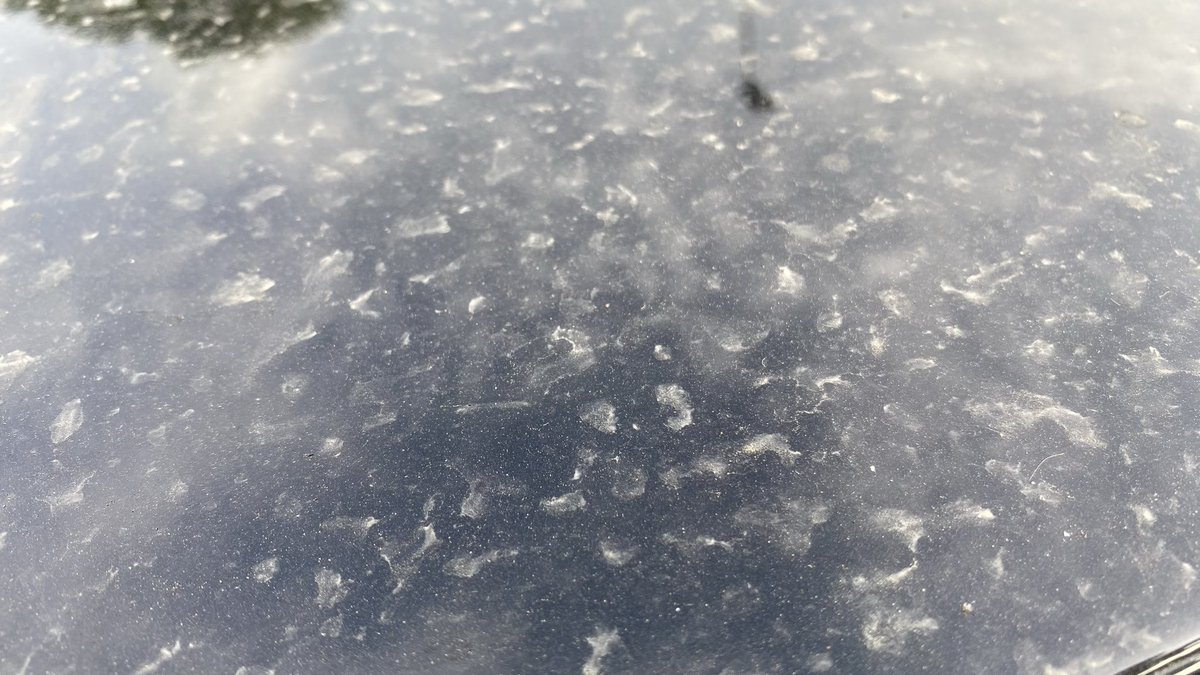 Ivanus bien indignado tweet media