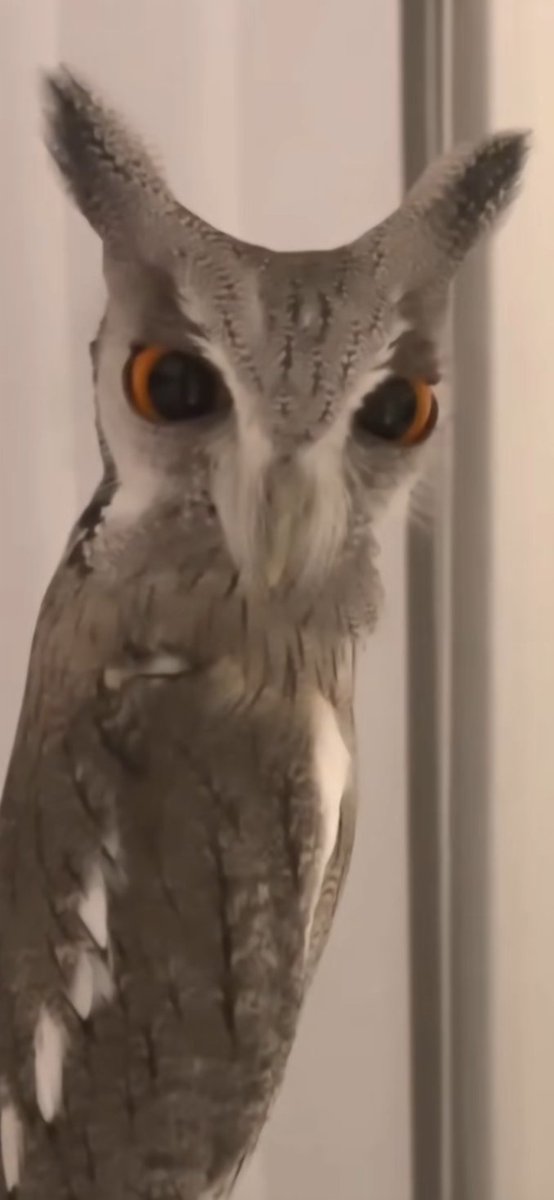 AutisticRobot tweet media