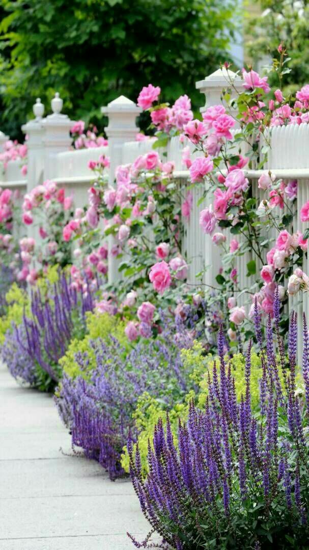 Ботаничка tweet media