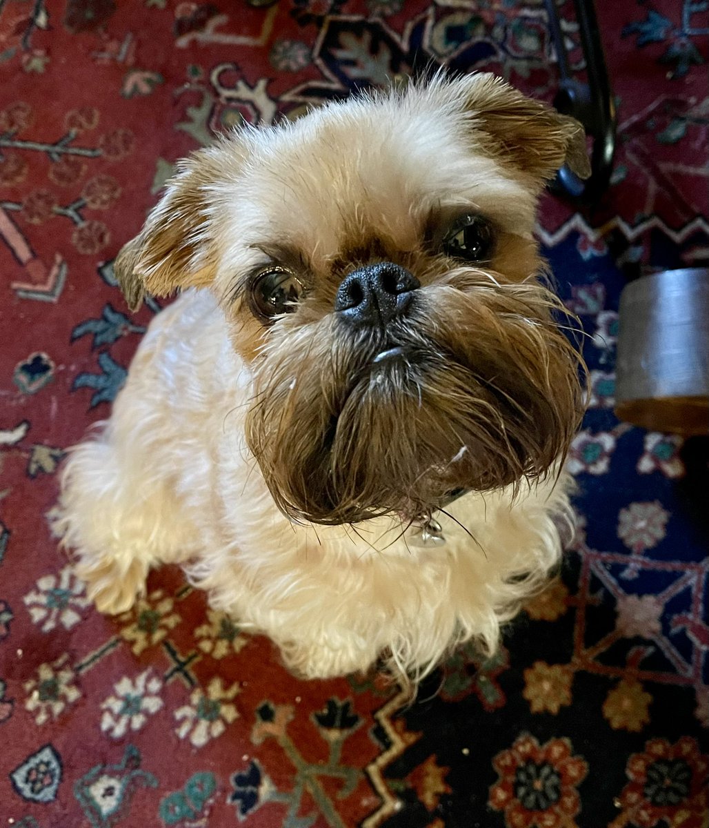 Yorkie7's tweet image. ℍ𝕒𝕡𝕡𝕪 𝕋𝕙𝕦𝕣𝕤𝕕𝕒𝕪🐾♥️💗

Who could resist my face? Anyone? 💗🐾♥️

Have a great day!♥️🐾💗

#HappyThursday 
#Trixie