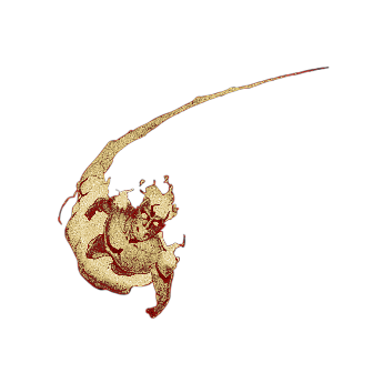 ‍ ‍ ‍✶ ‍ ‍ 𝓢 𝐔𝐏𝐄𝐑 ⸺-ᴺᴼⱽᴬ ‍ ‍ ‍ ‍ ! tweet media