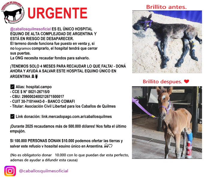 The equine hospital in Quilmes is in danger. If you can share this, we would be grateful so we can save many horses.
And the alias and bank account details (CBU):
for Argentina:
Alias: hospital.campo (Mercado Pago)
CBU: 2990002400212671500017
Paypal: paypal.com/paypalme/cabal…